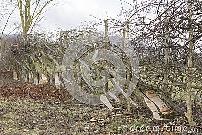 Example of traditional hedge laying Stock Photo
