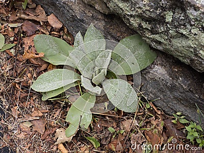 Raindrops on a common mullein plant, Skyline Drive, Virginia Stock Photo