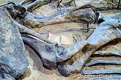 Excavated dinosaur fossils in museum Editorial Stock Photo