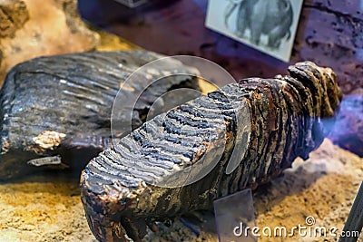 Excavated dinosaur fossils in museum Editorial Stock Photo