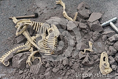 Excavating animal bones Stock Photo