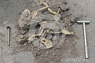 Excavating animal bones from rock Stock Photo