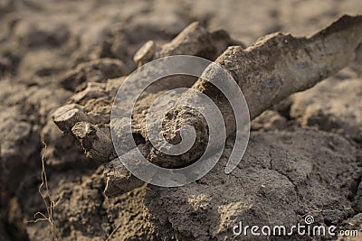 Ancient remains of an old horse. Millennial bones animal. Stock Photo