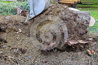 Excavator clearing land the uprooting of trees into Stock Photo