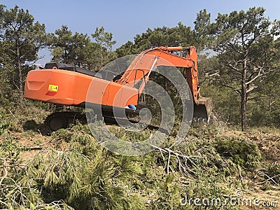 Excavator uproots stumps of cutted trees in the coniferous highland forest Stock Photo