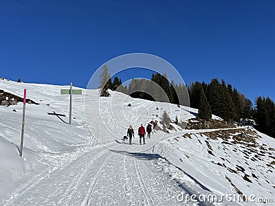 Excellently arranged and cleaned winter trails for walking, hiking, sports and recreation in the area of the Swiss resort of Arosa Editorial Stock Photo