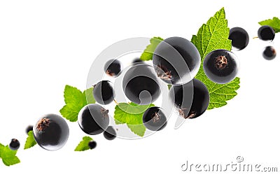 Excellently retouched black currant with leaves flies in space forming the shape of a chain. Surround light from behind. Isolated Stock Photo