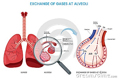 Exchange of gases at alveoli, Oxygen diffuses into the bloodstream while carbon dioxide exits Vector Illustration