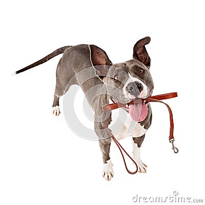 Excited Dog With Leash Ready For Walk Stock Photo