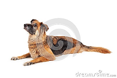 Excited Large Mixed Shepherd Breed Dog Lying Looking Up Stock Photo
