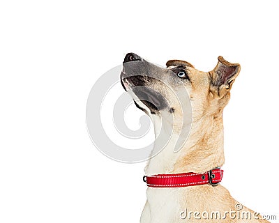 Excited Mixed Large Breed Dog Looking Up Stock Photo