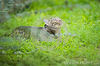 Excited tabby cat lying on the grass Stock Photo