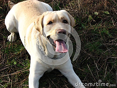 Exciting dog 2 Stock Photo