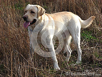 Exciting dog 5 Stock Photo