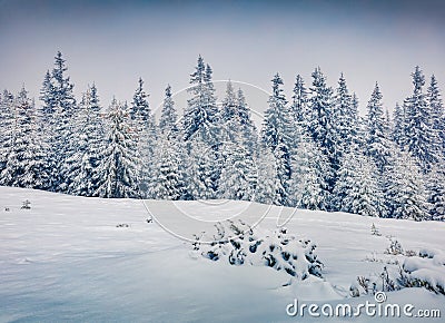 Exciting winter view of Carpathian mountains with snow covered fir trees. Stock Photo