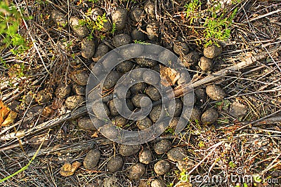 Excrement of elk in the forest Stock Photo