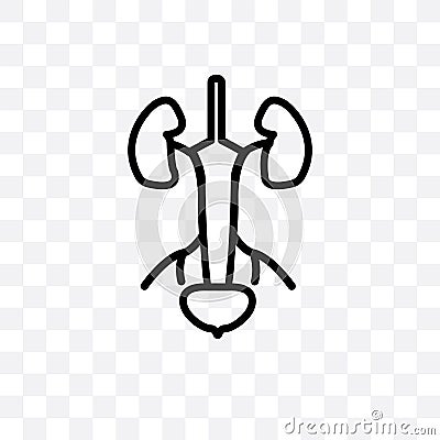 Excretory system vector linear icon isolated on transparent background, Excretory system transparency concept can be used for web Vector Illustration