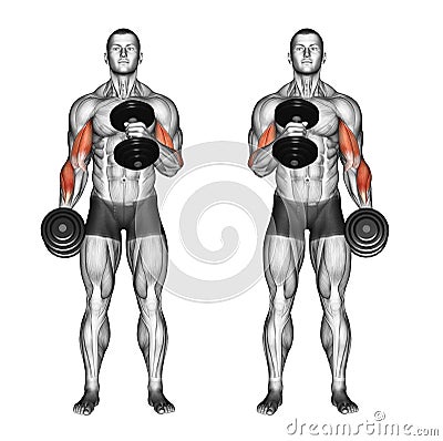 Exercising. Cross body hammer curls Stock Photo