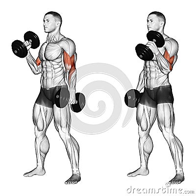 Exercising. Curl with a dumbbell grip hammer Stock Photo