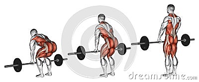 Exercising. Deadlifts with a barbell Stock Photo