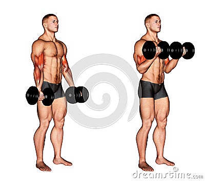 Exercising. Dumbbell Biceps Curl Stock Photo