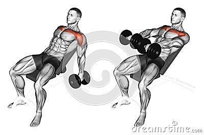 Exercising. Lifting arms with dumbbells on incline bench Stock Photo