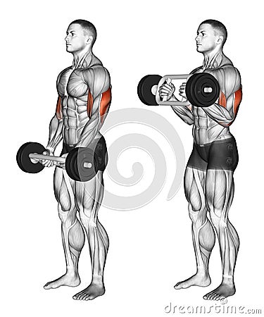 Exercising. Olympic Tricep Bar Hammer Curls Stock Photo