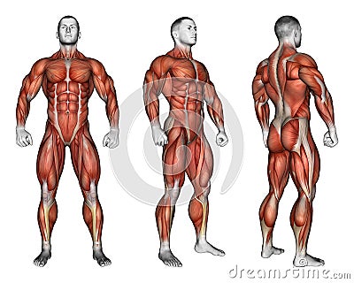 Exercising. Projection of the human body. Showing Stock Photo