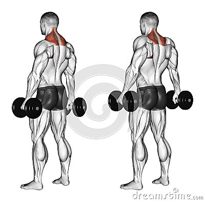 Exercising. Shrugs with dumbbells Stock Photo