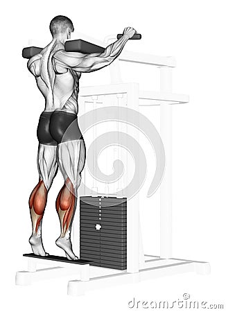 Exercising. Standing Calf Raises Stock Photo