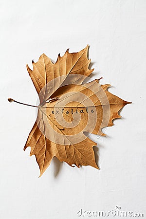 Exfoliate word printed on dead autumn leaf Stock Photo