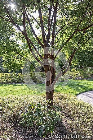 Backlit Paperbark Maple tree Stock Photo