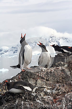 Exhaltation - ecstatic display of gentoo penguins, Stock Photo