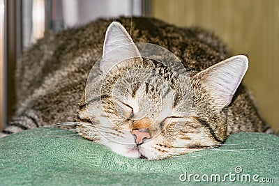 Exhausted cat sleeps. Stock Photo