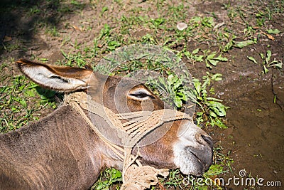 Exhausted donkey lying on the grass Stock Photo