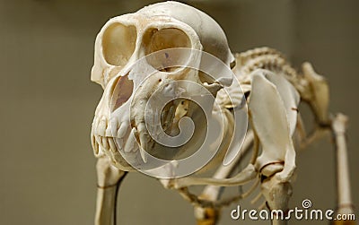 exhibit skeleton of an animal predator on four legs Stock Photo