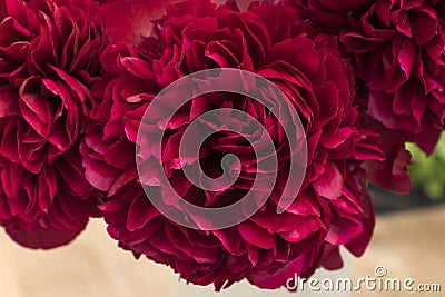 Exhibition of crimson bouquets of peonies Stock Photo