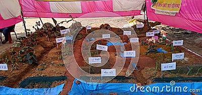 Exhibition of different plants on the occassion of Indian republic day Editorial Stock Photo