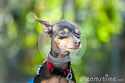 Exhibition of dogs, Very cute Russian Toy Terrier, Stock Photo