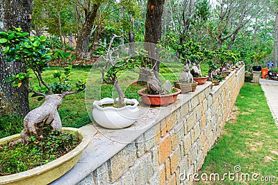 Exhibition of small bonsai trees on a stone fence in the tropical park Editorial Stock Photo