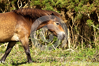 Exmoor pony Stock Photo