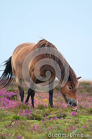 Exmoor Pony Stock Photo