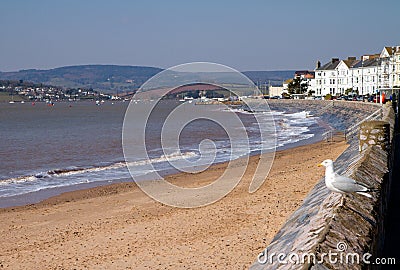 Seagull Exmouth Devon England Stock Photo