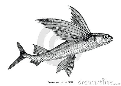 Exocoetidae or Flying fish hand drawing vintage engraving illustration Vector Illustration