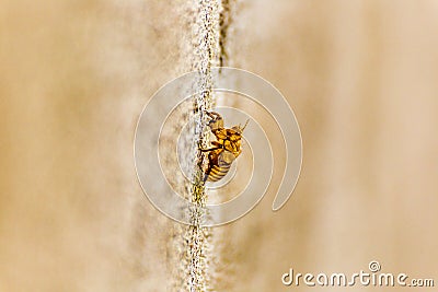 exoskeleton of bee Stock Photo