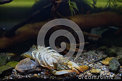 Exoskeleton of narrow-clawed crayfish after molting with crustacean hide under driftwood branch in planted biotope aquarium Stock Photo