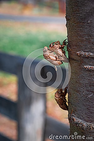 Exoskeletons of cicadas left on a tree. Stock Photo