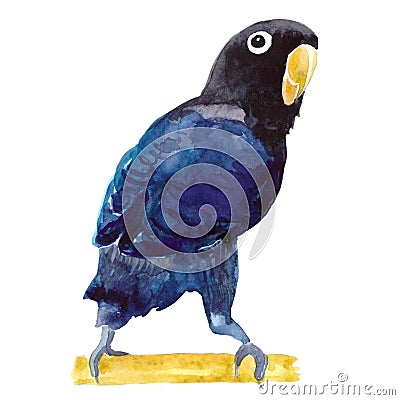 Exotic africa Parrot lovebird masked. watercolor illustration Cartoon Illustration
