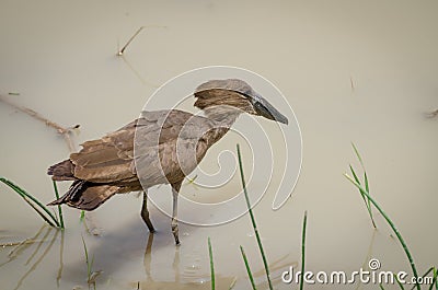 Exotic African Hamerkop bird feeding in brown water of National Park waterhole Stock Photo