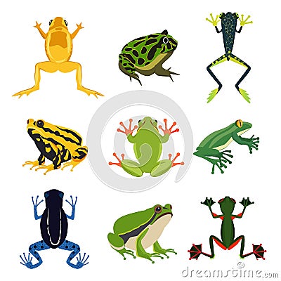 Exotic amphibian set. Different frogs in cartoon style. Green animals isolate on white Vector Illustration